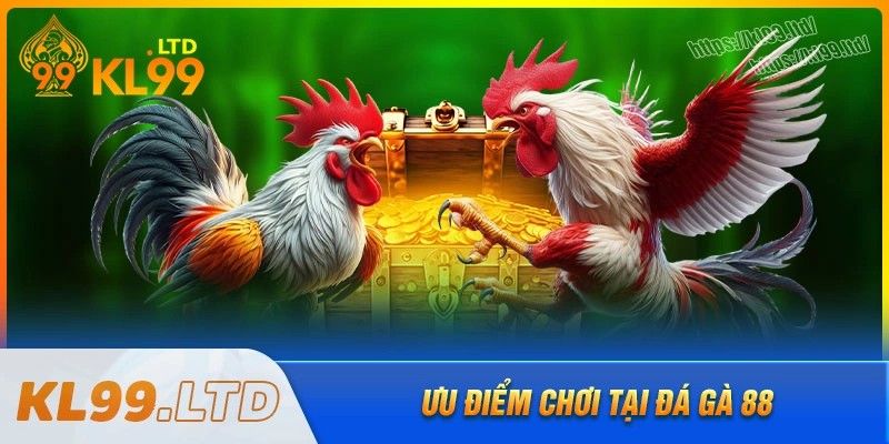 Điều gì khiến đá gà 88 tại kl99 đáng để thử?