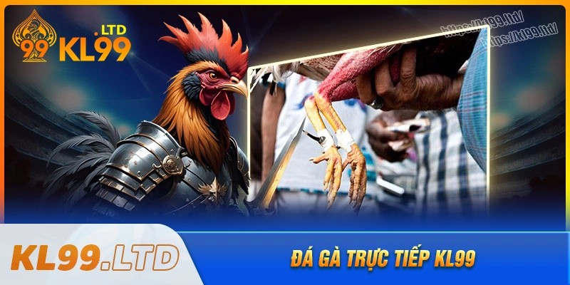 Đá gà kl99 - Nét Trải nghiệm đá gà trực tuyến sắc nét