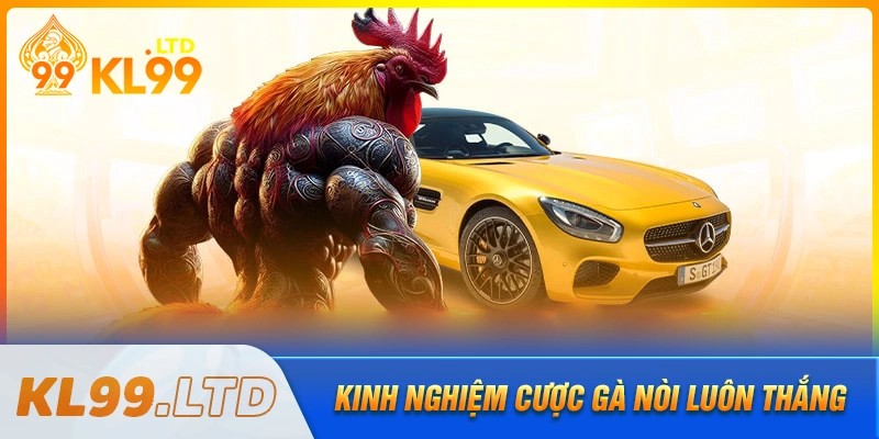 Kinh nghiệm cá cược gà nòi từ cao thủ